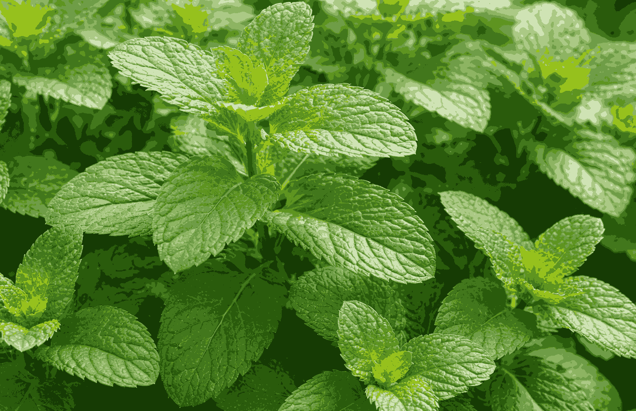 La menta tiene muchos nutrientes que apoyan el aumento de la función renal. Foto gráfica: Quang Minh.