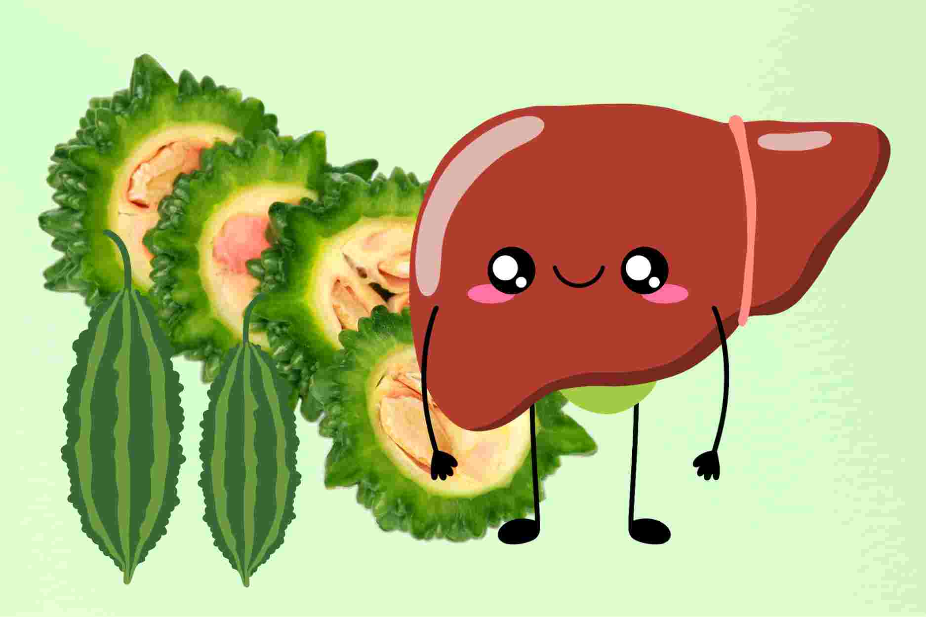 Comment utiliser la courge amère pour soutenir les personnes ayant des enzymes hépatiques élevées