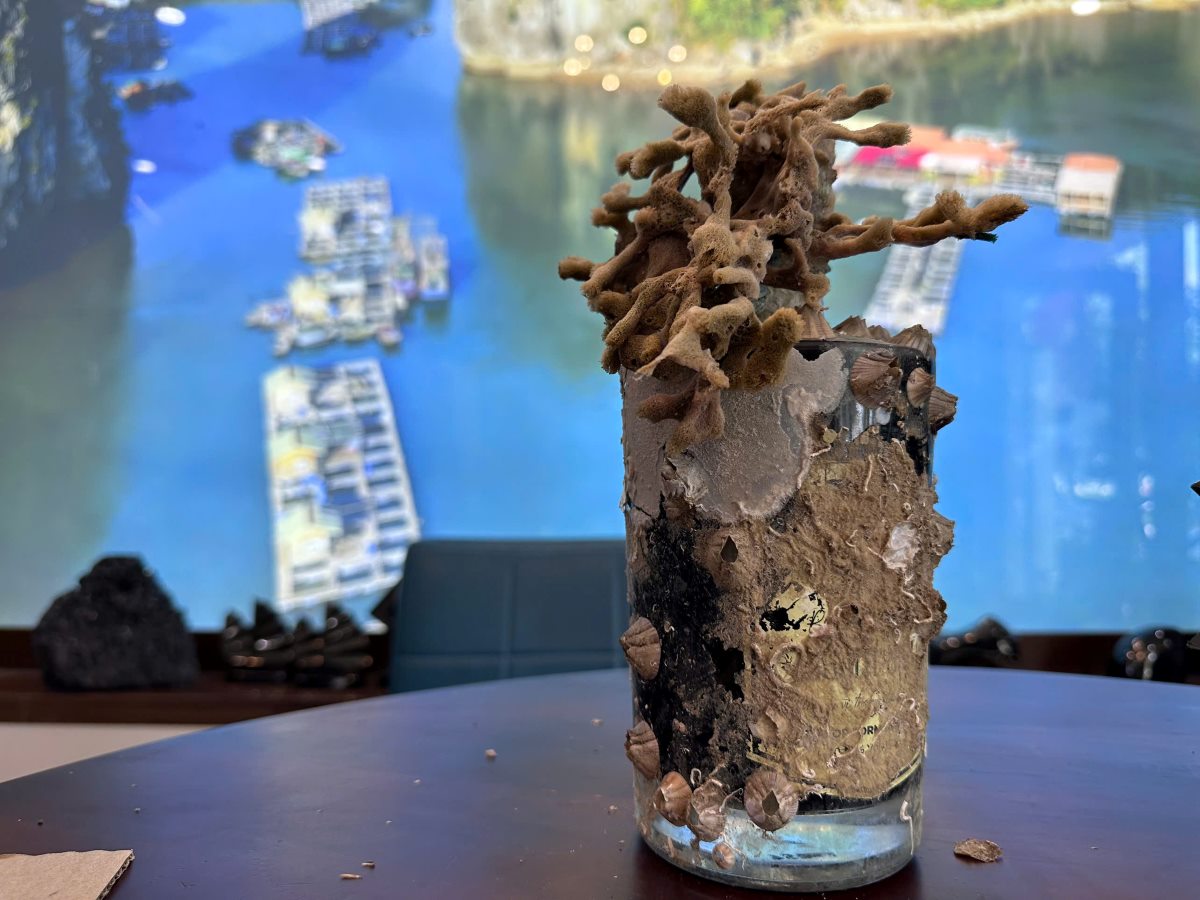 Một chai rượu ba kích ngâm dưới vịnh Hạ Long. Ảnh: Nguyễn Hùng