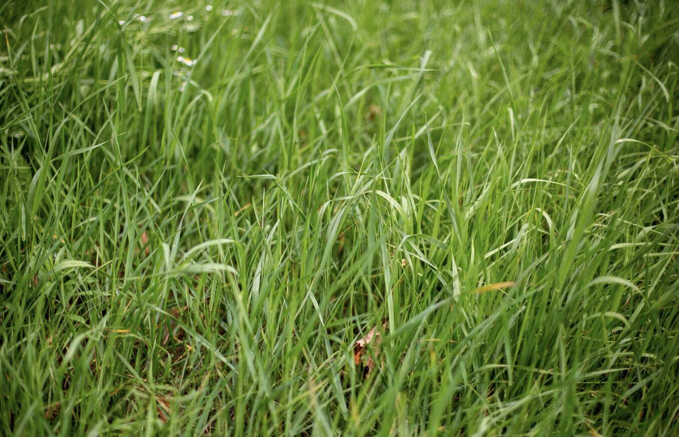 Should boiling water be used to kill weeds? Photo: Thuy Duong