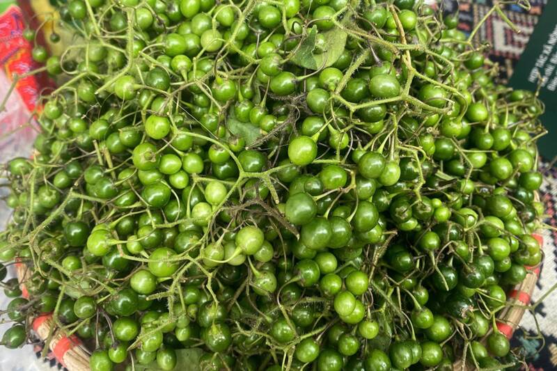 Quả mắc nhung (quản đắng) nhỏ, tròn đều, mọc thành chùm như nho, khi non có màu xanh đậm, chín chuyển cam hoặc đỏ. Ảnh: Trường Sơn