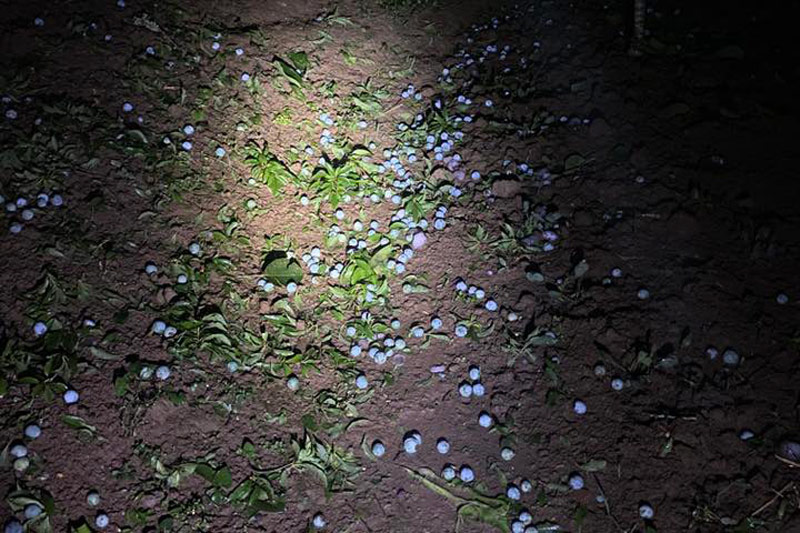 Nhiều diện tích mận bị thiệt hại. Ảnh: NDCC