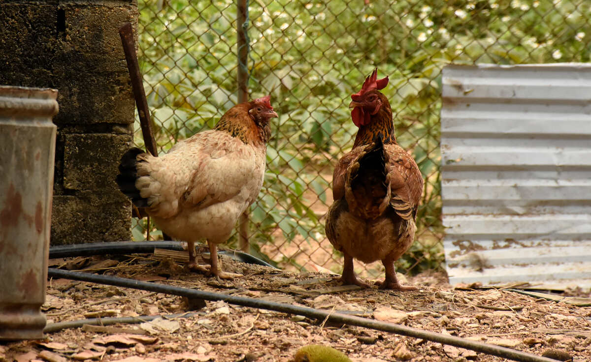 Không khó để nhận ra gà râu Cái Chiên khi đứng cùng những con gà khác bởi chòm râu đặc trưng dưới cằm. (Ảnh: Nguyễn Huệ)