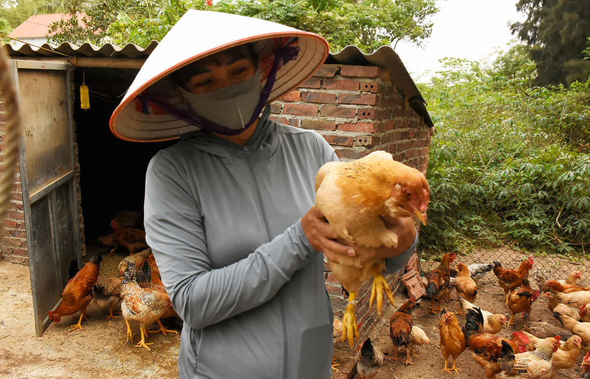 Gà râu trở thành sản phẩm ẩm thực của xã đảo Cái Chiên, Quảng Ninh. (Ảnh: Nguyễn Huệ)
