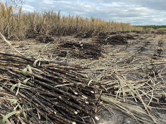 Sugarcane field burned in Gia Lai. Photo: Thanh Tuan
