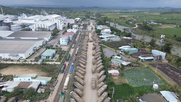 Mía ở khu vực tây Gia Lai là vùng nguyên liệu quy mô lớn cho các nhà máy chế biến đường, điện sinh khối. Ảnh: Thanh Tuấn  