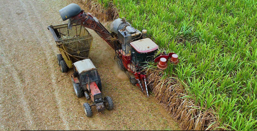 Thu hoạch bằng máy công nghiệp trên cánh đồng mía. Ảnh: Thanh Tuấn 