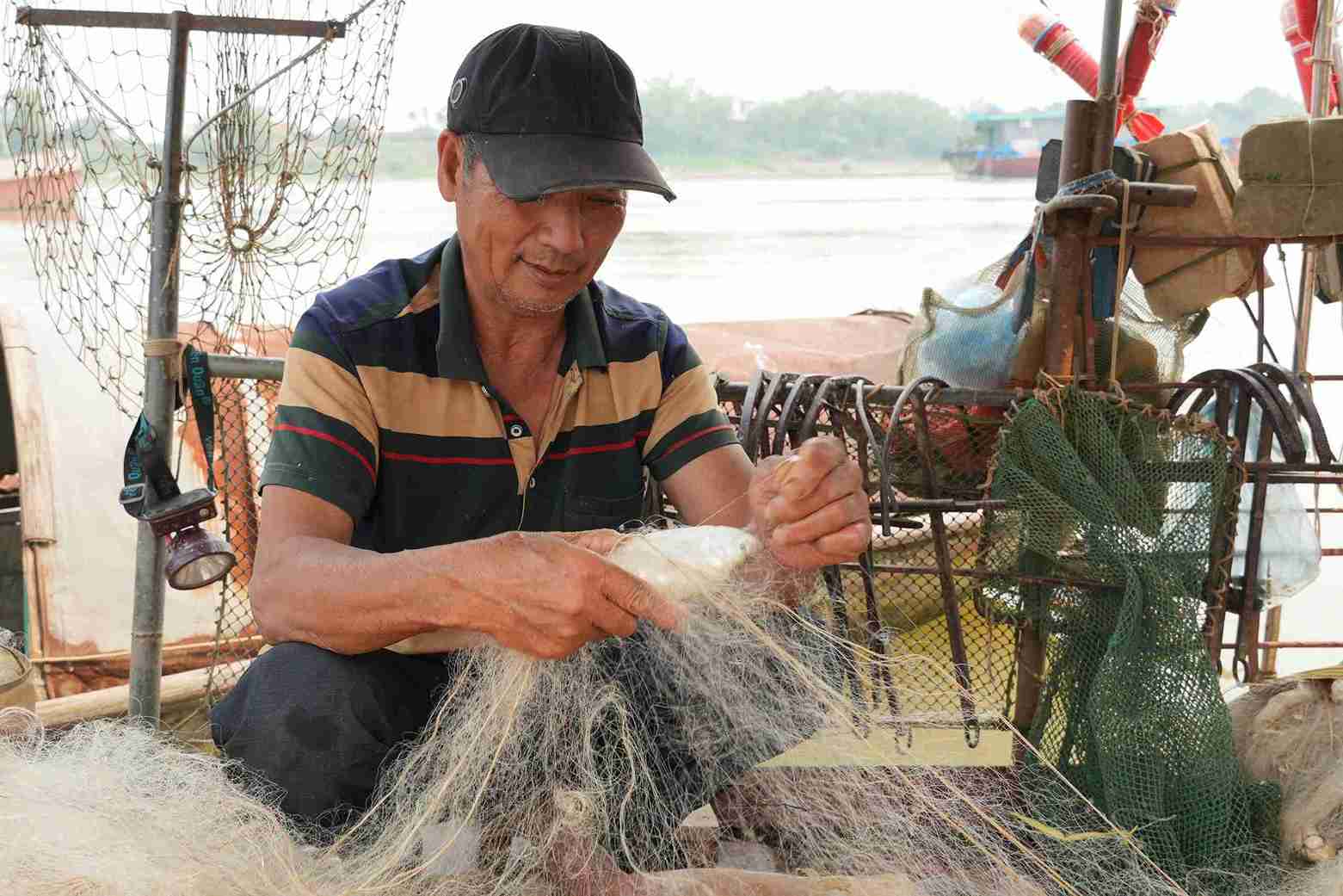 Cá mòi tươi rói, thân bạc lấp lánh sau mỗi mẻ lưới. Ảnh: Khánh Minh