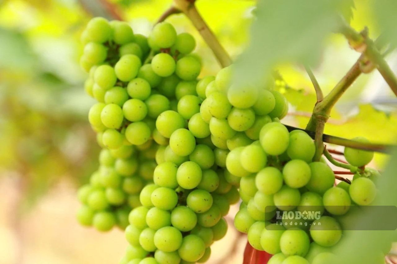 Vườn nho xanh mướt nằm trên hòn đảo nhỏ giữa hồ Thác Bà trĩu quả khiến nhiều du khách ngỡ ngàng, thích thú.