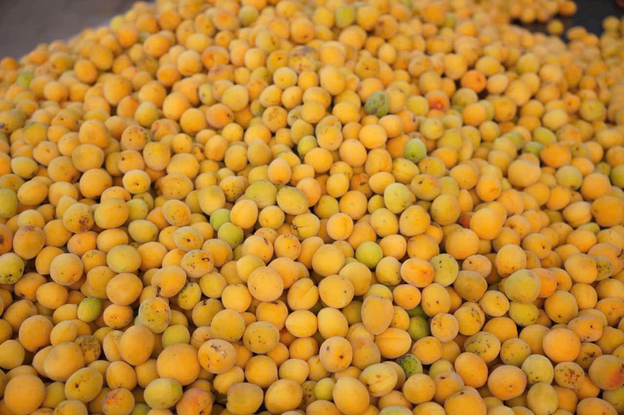 Hà Nội những ngày này ngập tràn sắc vàng và mùi hương nhẹ dịu của những gánh hàng mơ