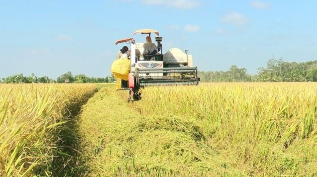 ĐBSCL có nhiều giống lúa có thể tham gia cuộc thi gạo ngon. Ảnh: Nhật Hồ.