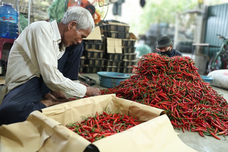 El precio del chile cae más de diez veces en comparación con el año pasado, los agricultores de Quang Ngai sufren grandes pérdidas. Foto: Dong Giang