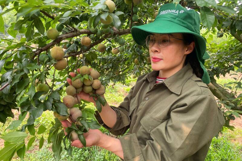 Mận chín sớm tại bản Thanh Yên 1, xã Phiêng Khoài, tỉnh Sơn La. Ảnh: Trường Sơn  