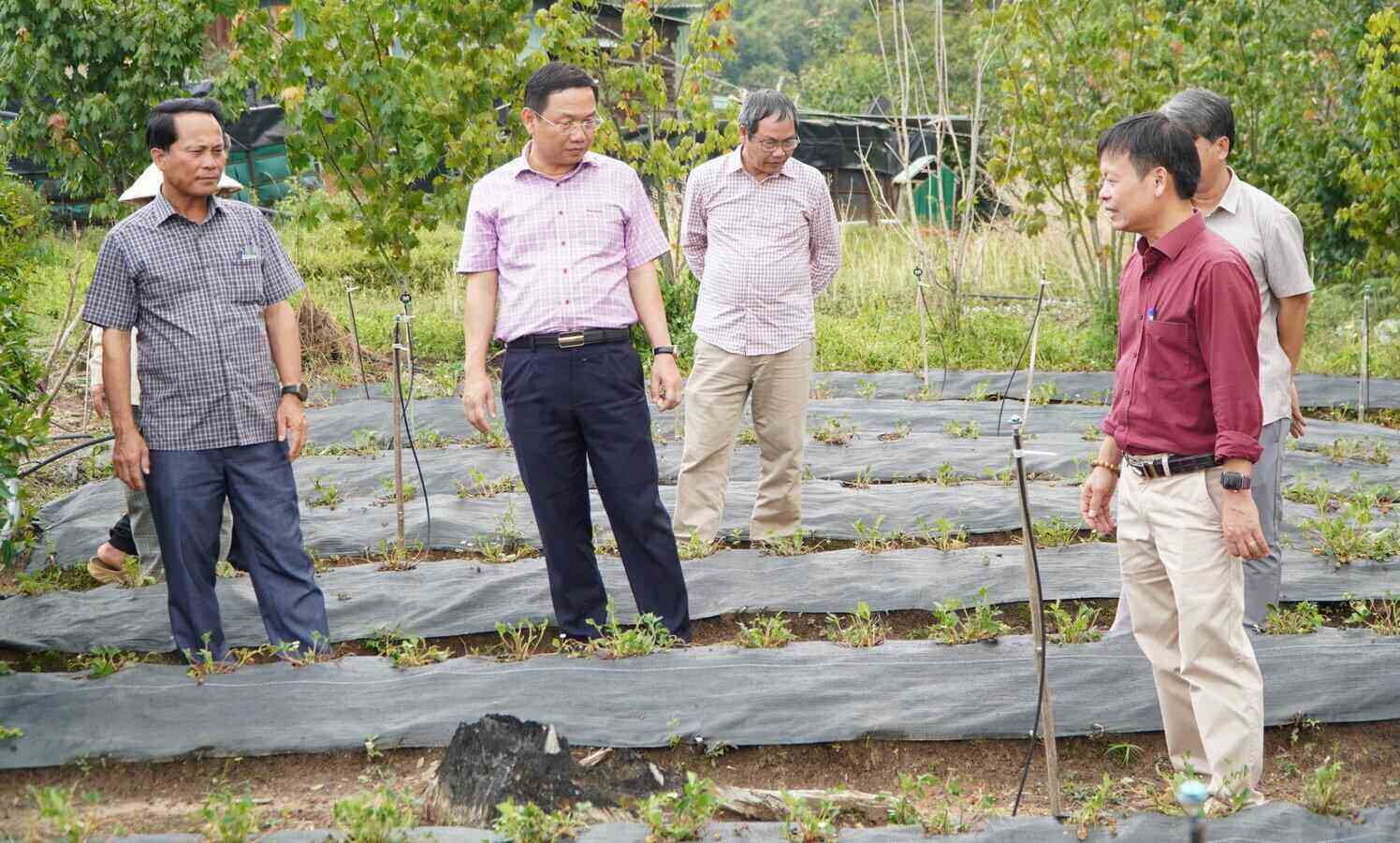 Mr. Nguyen Cong Hoang - Vice Chairman of Quang Ngai Provincial People's Committee (2nd from the left) inspects and grasps the damage situation at Forest Stay Tourism Pharmaceutical Cooperative. Photo: Van Tuyen