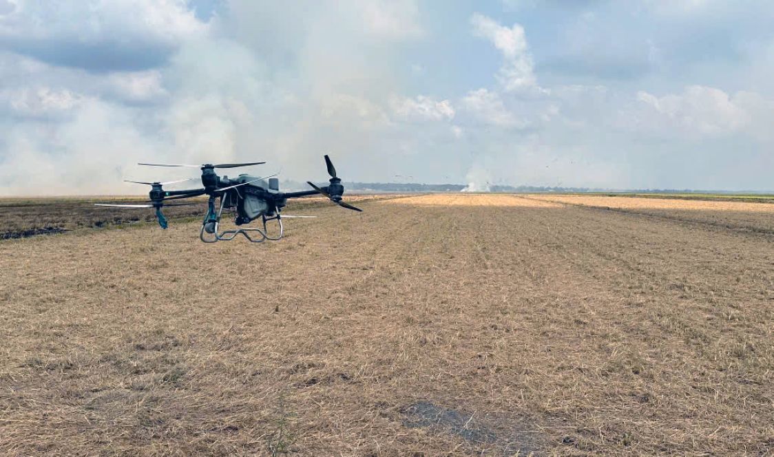 Using drones to spray microorganisms to treat straw in the buffer zone of Tram Chim National Park. Photo: Dr. Tran Triet