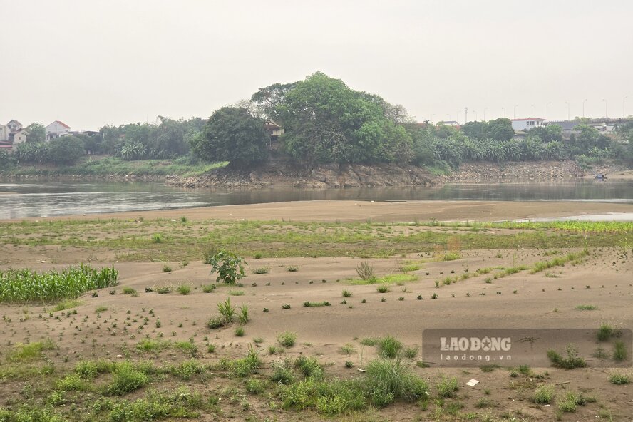Dòng sông Thao đoạn qua địa bàn phường Phong Châu (khu vực cầu Ngọc Tháp) nhỏ như dòng suối. Ảnh: Tô Công