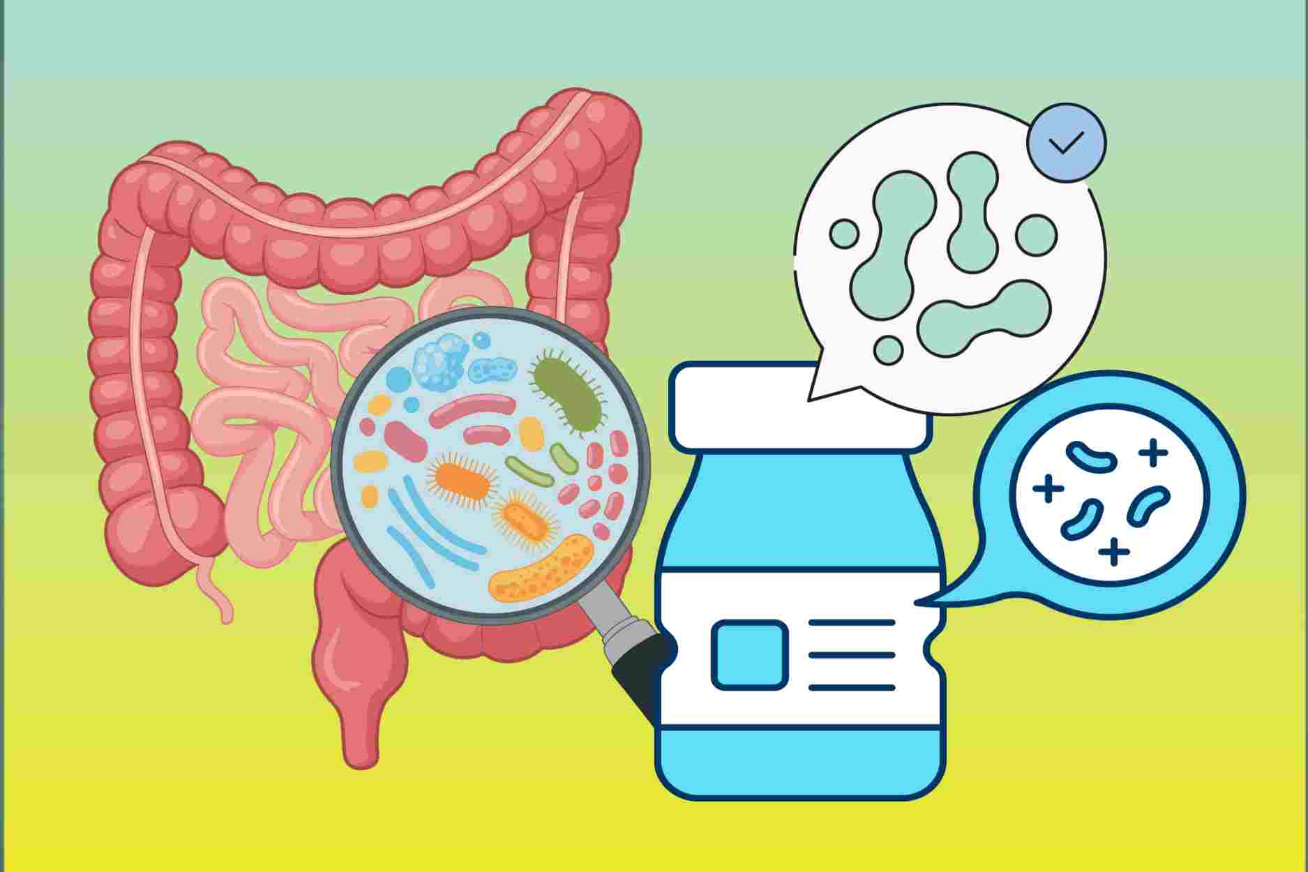 Drinking probiotics every day, good or bad for the gut