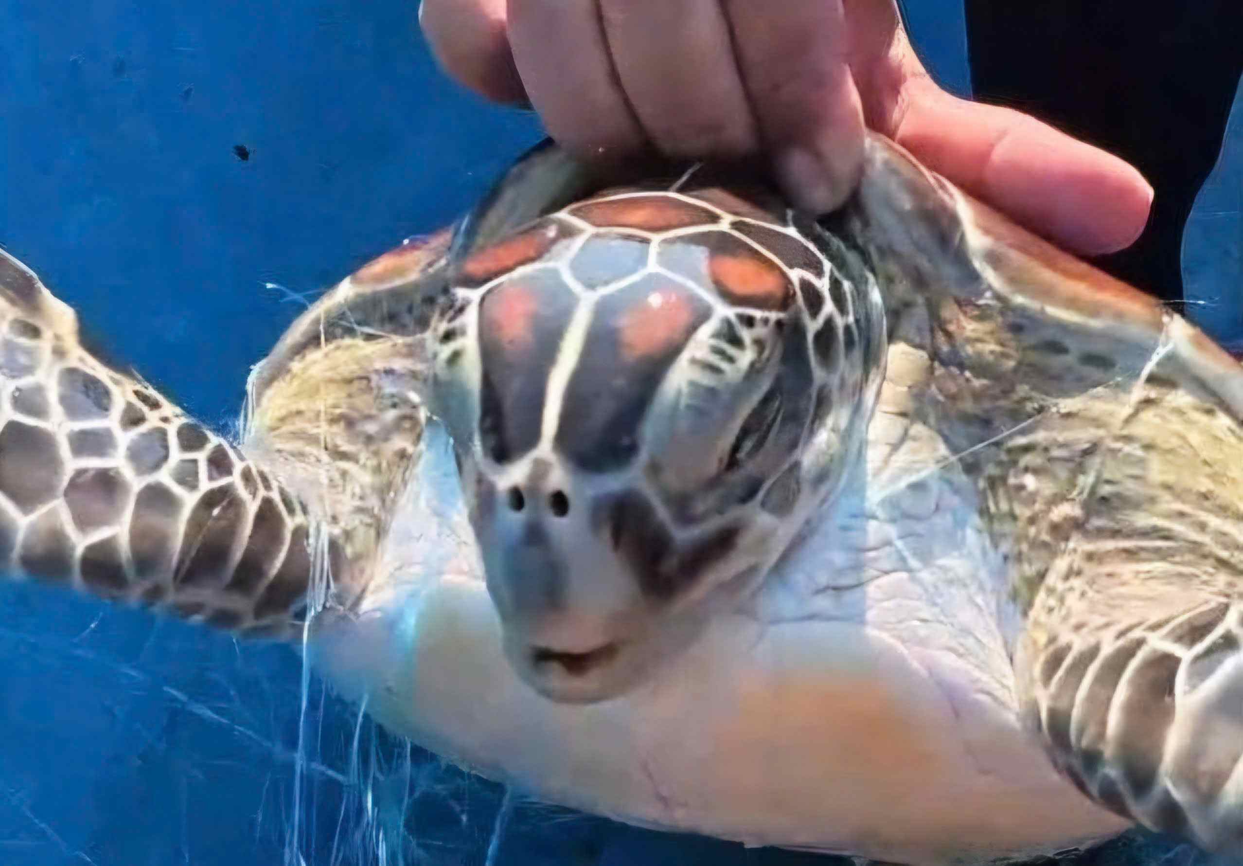 A sea turtle weighing about 4 – 6 kg caught in a net is released back to the sea by fishermen. Photo: Provided by the character