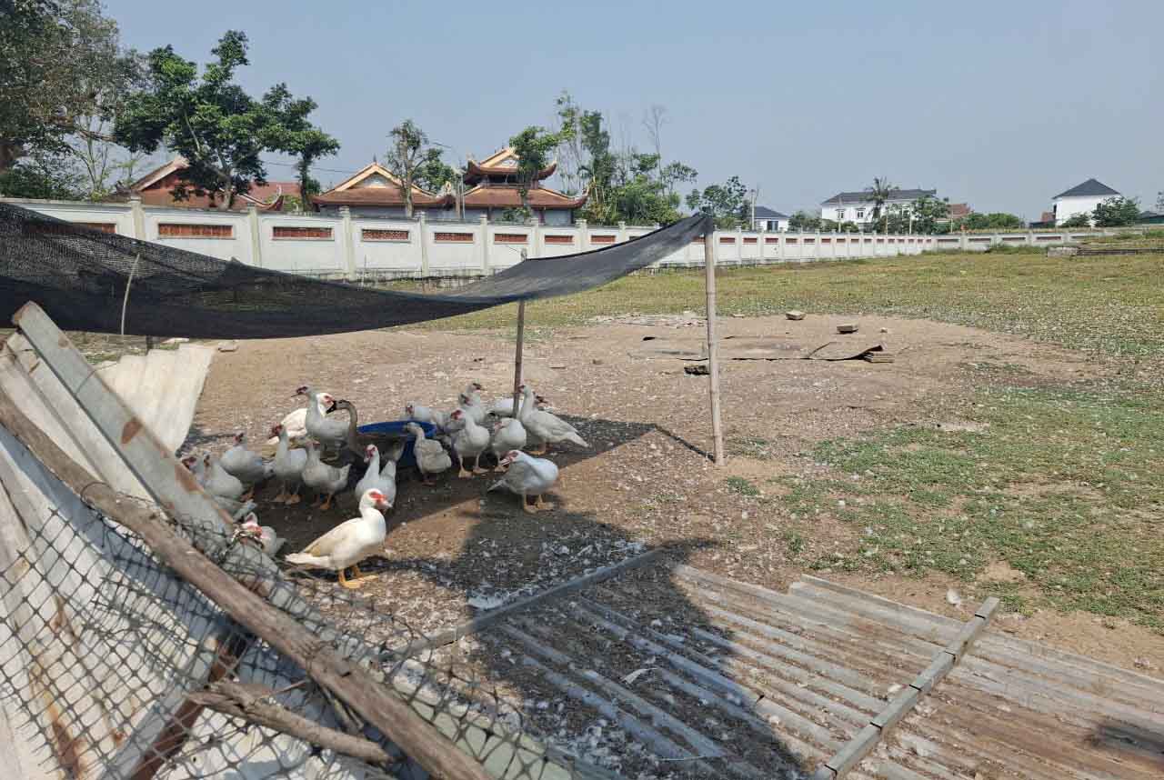 現在、寺院の修復が中途半端な状態で、家禽を閉じ込める場所になっています。写真:チャン・トゥアン