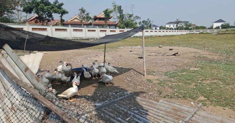 Hiện trạng đáng báo động: Đền thờ đang xây thành chuồng gà