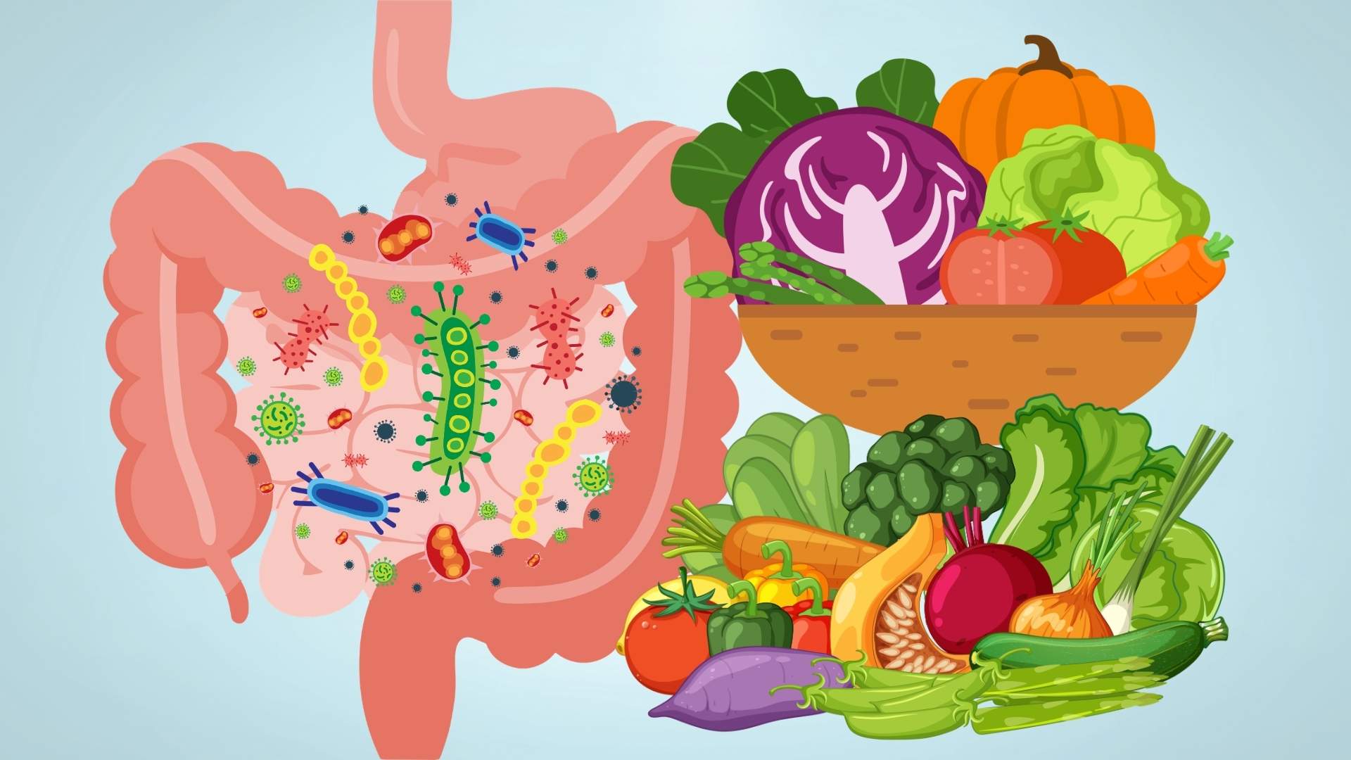 What happens to the digestive system when you use fiber and probiotics at the same time