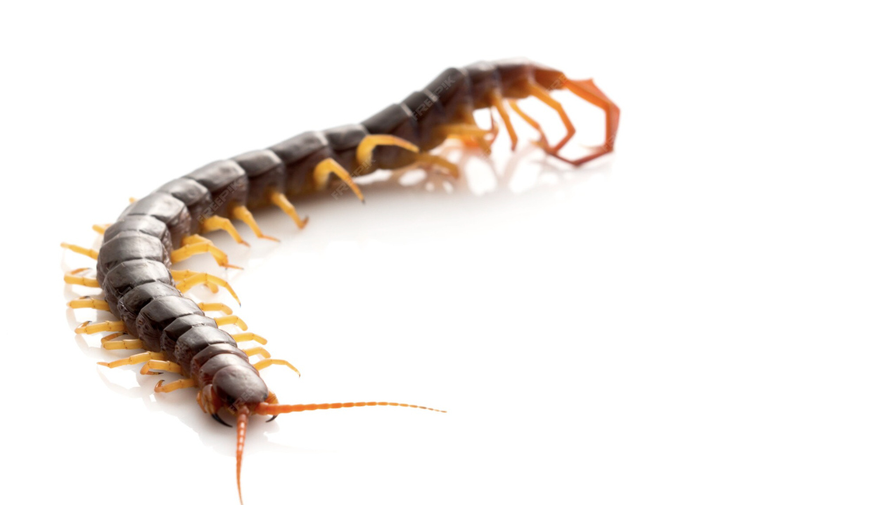 Snails enter houses, causing anxiety for many families. Photo: Thuy Duong