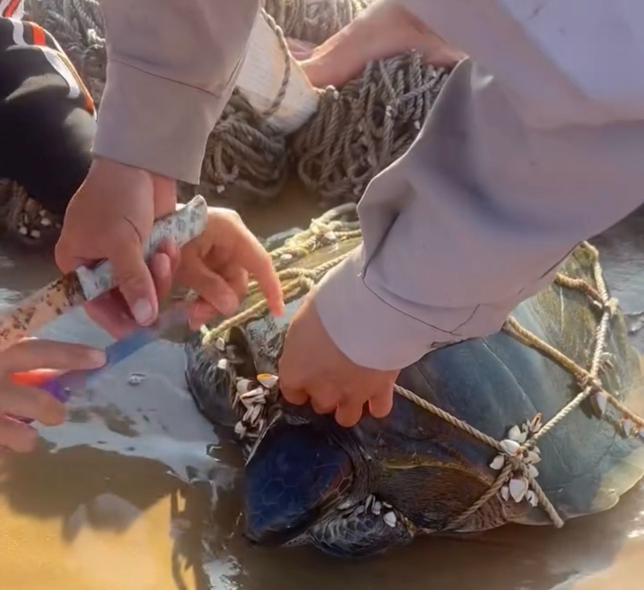 Người dân cắt lưới, giải cứu rùa biển ở Mũi Né. Ảnh: Hồng Trúc