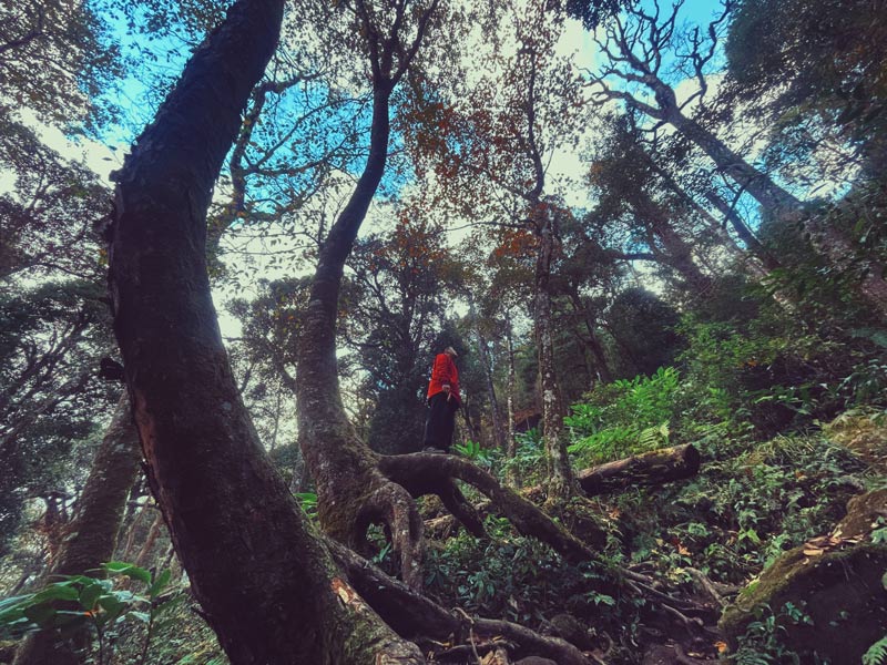 岐関山(白木梁子)は、山火事の危険性が高い山頂の1つであり、登山活動を一時停止する必要があります。写真:ルオン・トゥアン