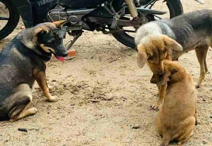 Pendant la saison chaude, les habitants des régions de Phú Thiện, Krông Pa, Ayun Pa, Phú Túc... doivent prévenir la propagation de la rage. Photo: Thanh Tuấn