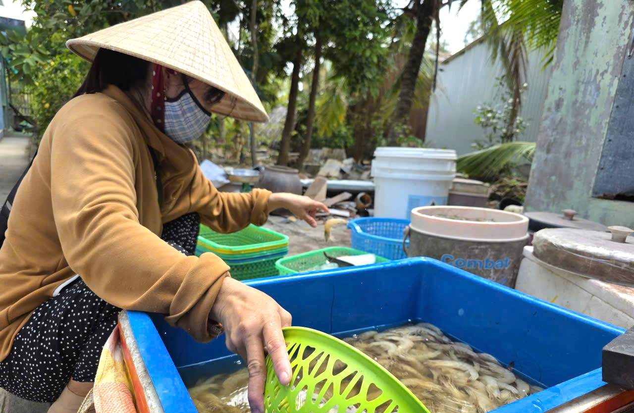 Người nuôi tôm tại Cà Mau cũng gặp khó do nắng nóng kéo dài. Ảnh: Nhật Hồ.