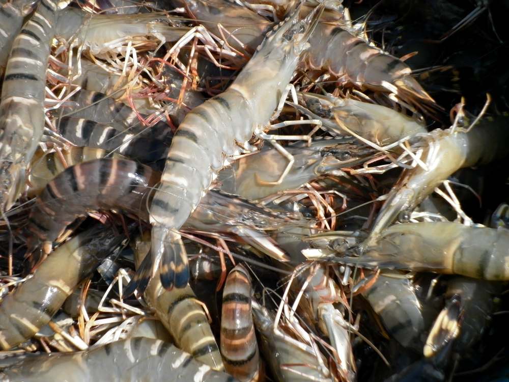 Chaleur torride prolongée, les éleveurs de crevettes à Cà Mau rencontrent des difficultés. Photo: Nhật Hồ.
