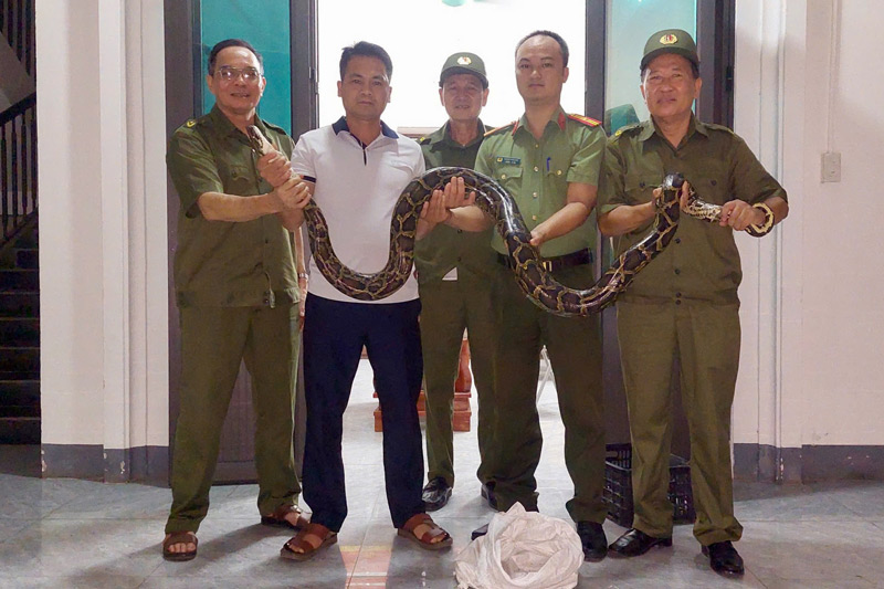 Lực lượng chức năng phối hợp xử lý cá thể trăn đất. Ảnh: Công an phường Cam Đường