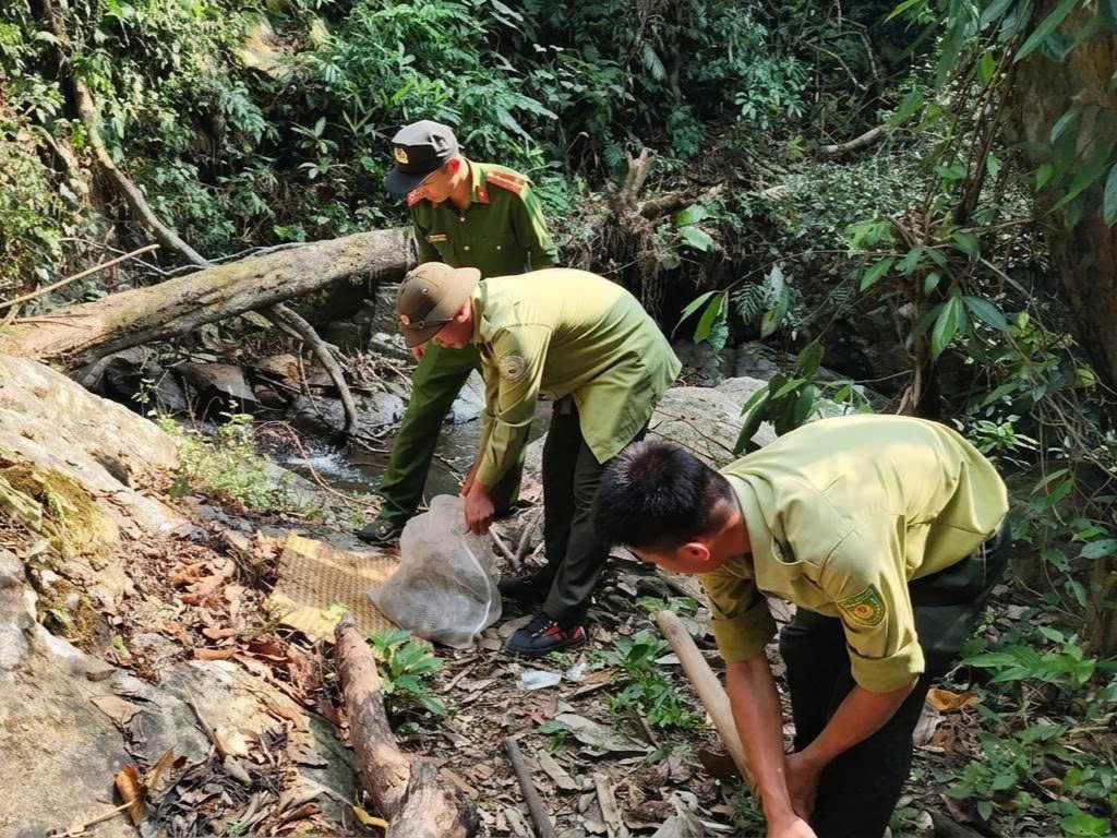 Forest rangers release a rare brocade python into the natural environment. Photo: Police provided