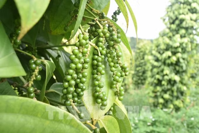 Hồ tiêu Chư Sê (tỉnh Gia Lai) đang có điều kiện rất thuận lợi để bứt phá, khẳng định thương hiệu trong giai đoạn mới. Ảnh: TTXVN
