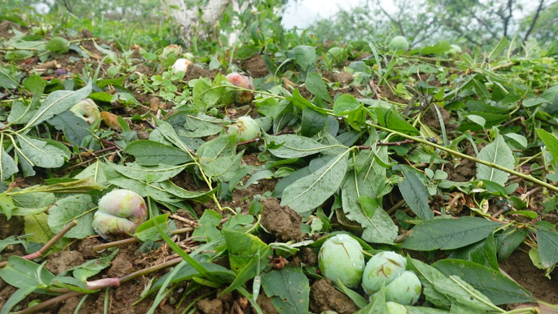 Nhiều diện tích mận ở Bắc Hà thiệt hại do mưa đá. Ảnh: NDCC