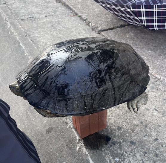 Un ejemplar de tortuga a la venta en la provincia de Quảng Nam (antigua). Foto: ENV proporcionada