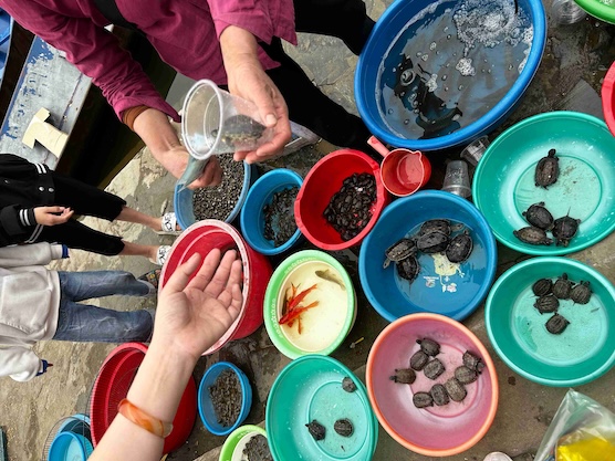 Nhiều cá thể rùa bị rao bán gần khu vực chùa Hương (Hà Nội). Ảnh: ENV