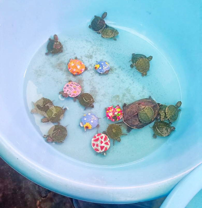 Nhiều cá thể rùa bị bán phóng sinh. Ảnh: ENV