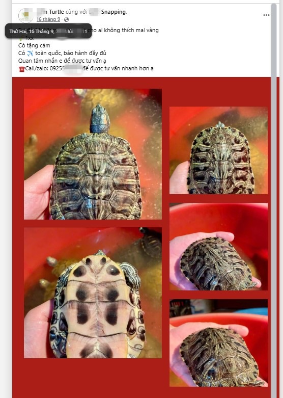 Hoạt động rao bán rùa trái phép trên mạng xã hội. Ảnh: ENV