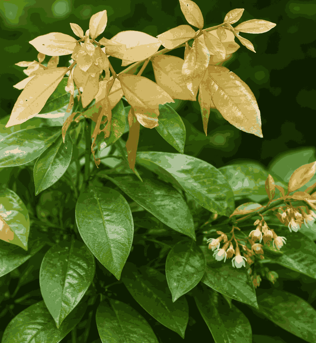 Cordyceps tree is mentioned for its ability to regulate blood sugar. Photo: Quang Minh.