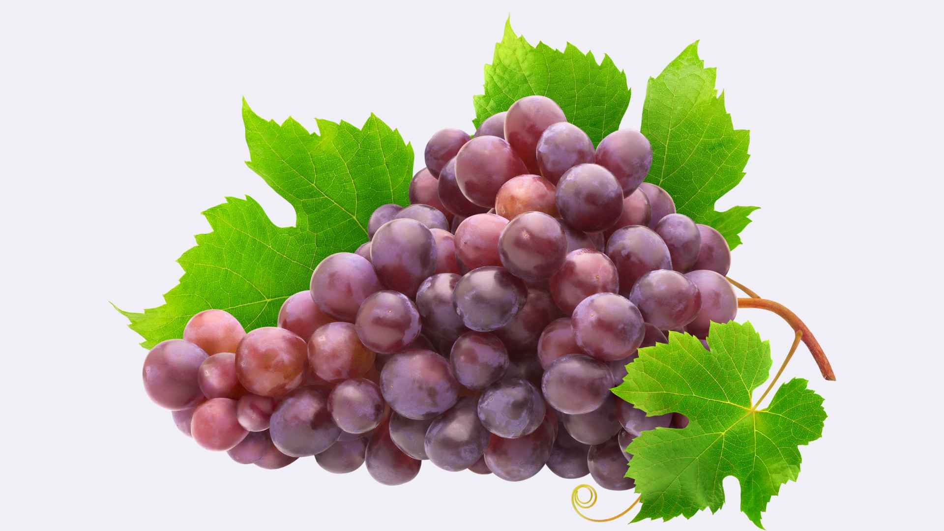 Washing grapes carelessly will not remove parasites attached to the surface of the fruit. Graphic photo: Hoang Loc