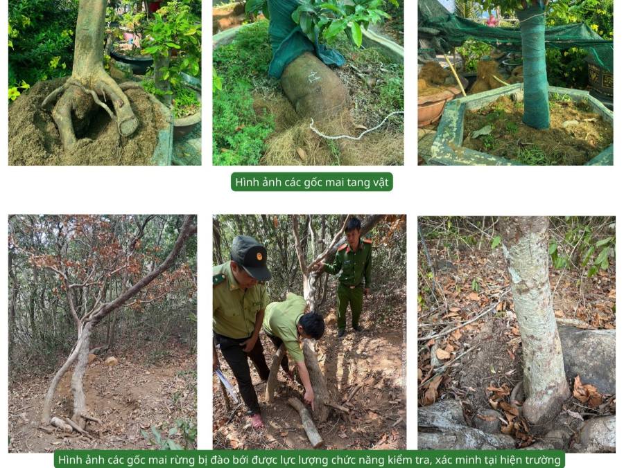 The violator in the yellow apricot confiscation case in Con Dao has paid the fine according to regulations. Photo: Forestry and Forest Protection Department