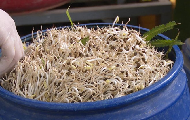 Trưng cầu giám định từ Viện Khoa học hình sự (Bộ Công an) xác định toàn bộ số giá đỗ đều chứa hóa chất cấm 6-benzylaminopurrine. Ảnh: Công an Quảng Ninh