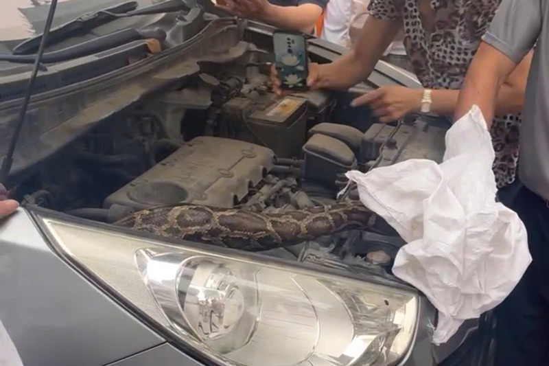 La pitón fue descubierta en el coche de la gente. Foto: NDCC