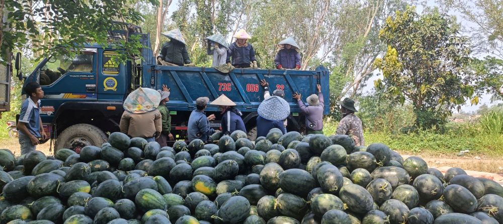 Watermelon harvest, price drop makes farmers in Quang Tri miserable. Photo: Thanh Trung
