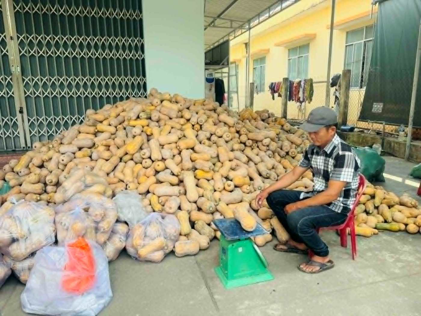 Mr. Mai Nhuong, a member of the Red Cross Society in Khanh Hoa, next to the unsold pumpkins. Photo: Le Ninh