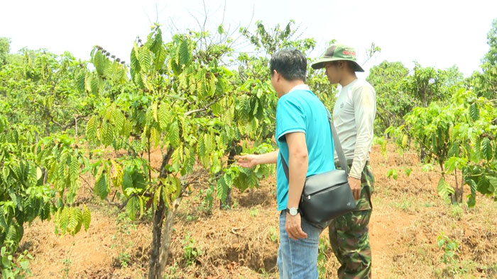 Vườn cà phê khô héo, còi cọc do thiếu nước. Ảnh: Thanh Tuấn 