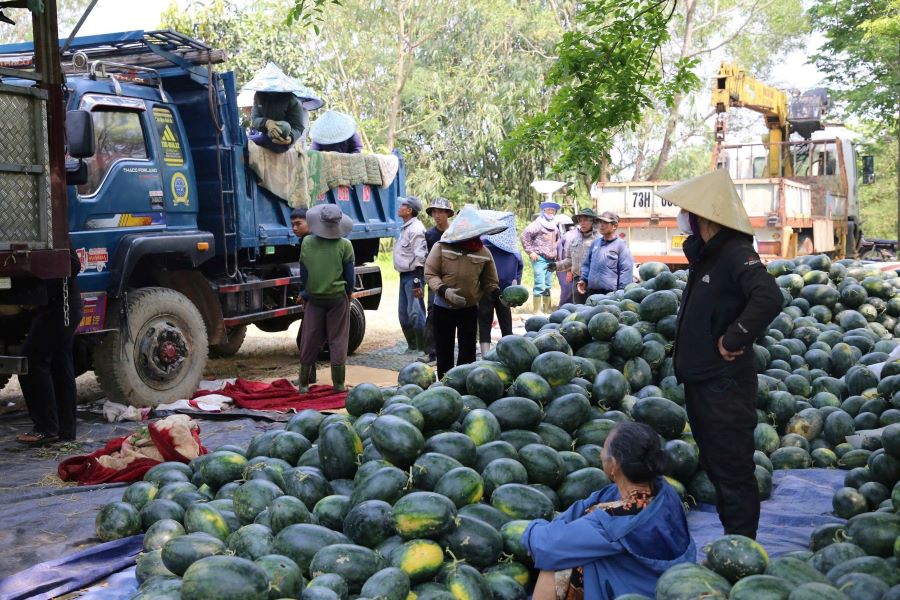 Watermelons in Quang Tri have a bumper crop but lose value, causing farmers to worry about finding outlets. Photo: Thanh Trung