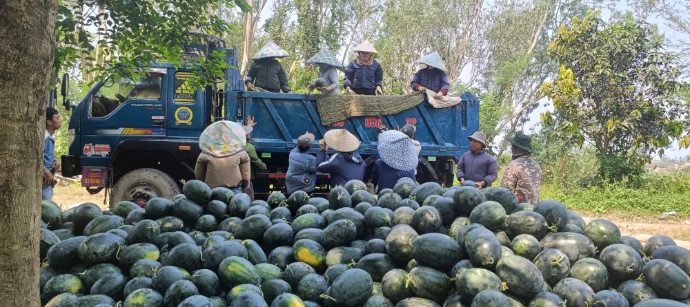 Chính quyền địa phương và các đoàn thể kết nối tiêu thụ nhưng giá cả vẫn bấp bênh. Ảnh: Thanh Trung
