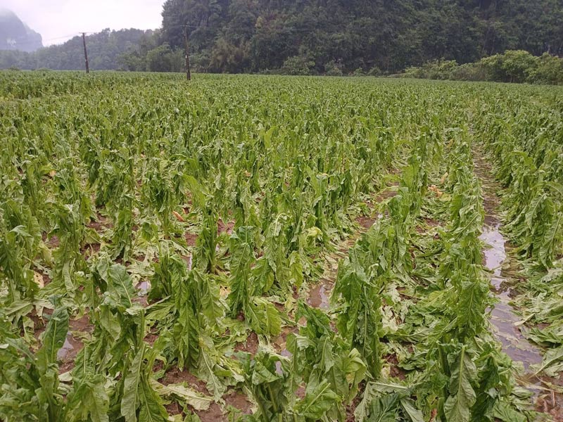 Rainstorms accompanied by tornadoes and hailstorms cause great damage in Cao Bang province. Photo: Ha Cuong